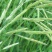 燕麦种子边锋燕麦草种子高产优质牧草种子饲用包邮发芽