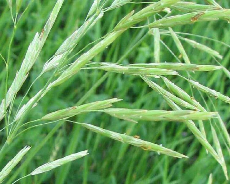 燕麦种子边锋燕麦草种子高产优质牧草种子饲用包邮发芽