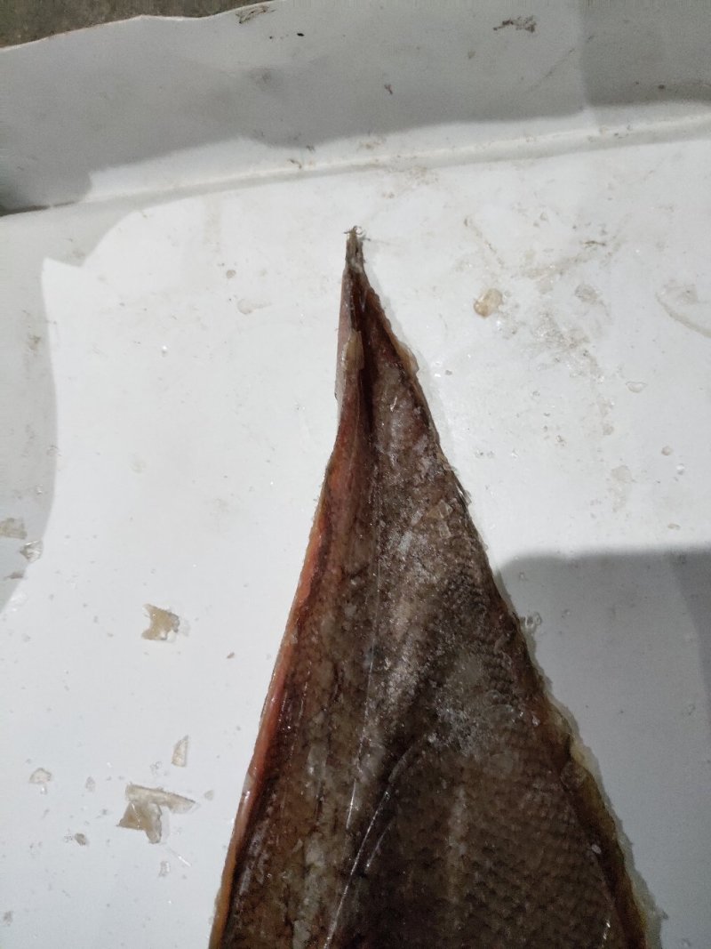 舌鳎龙利鱼鳎目比目单条1斤-1.2斤，适合各种烹饪