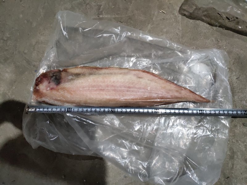 舌鳎龙利鱼鳎目比目单条1斤-1.2斤，适合各种烹饪