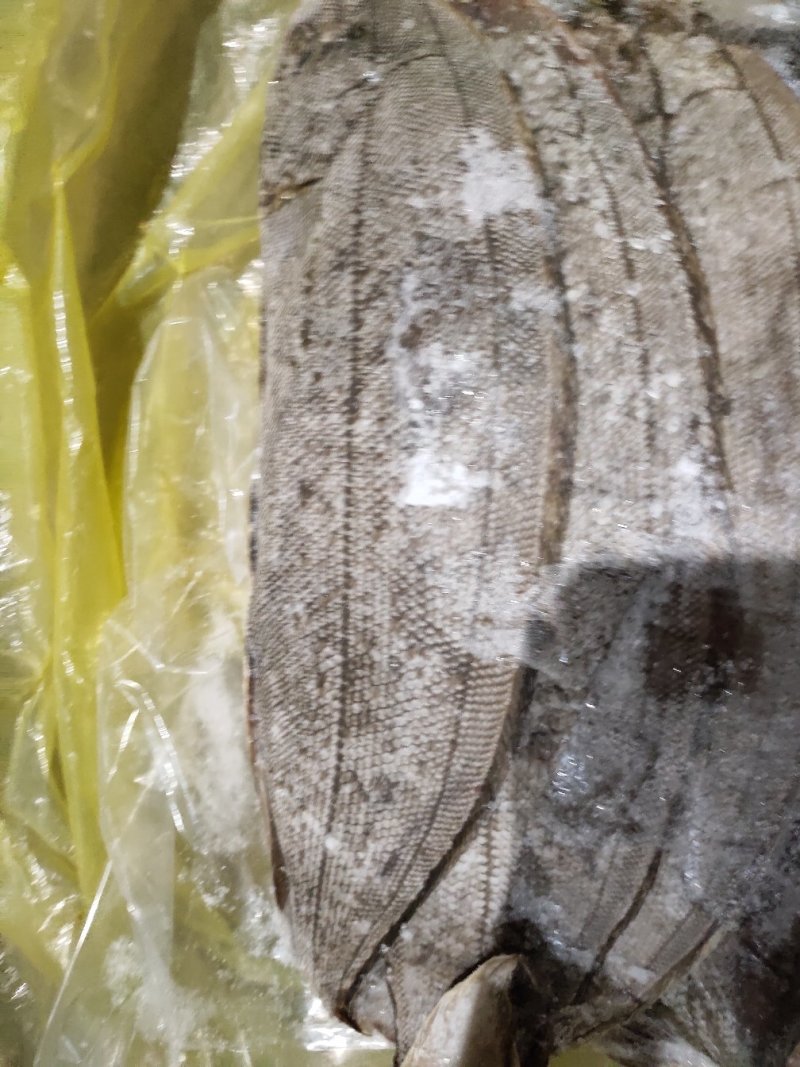 舌鳎鳎目龙利鱼条单条1.2斤-1.4斤适合各种烹饪