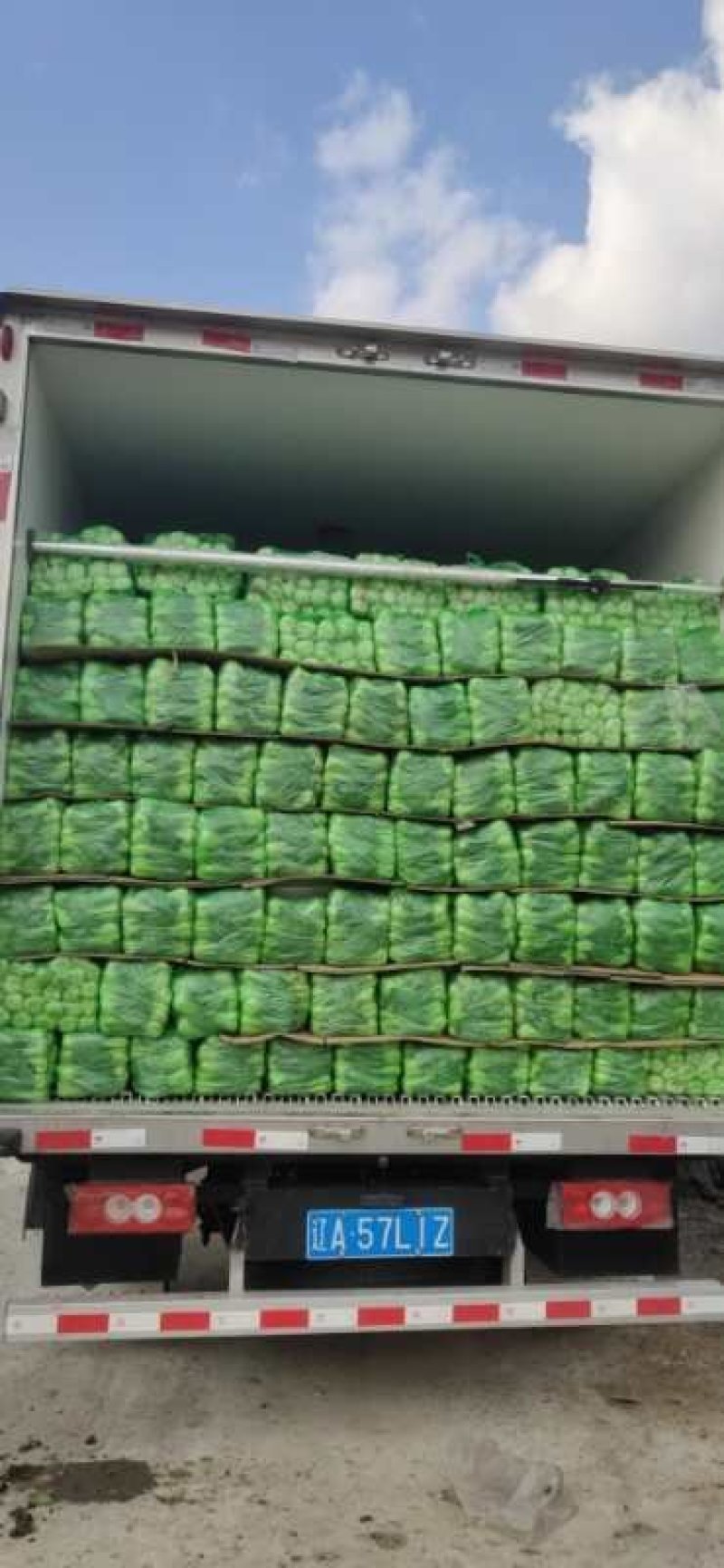 上海青需要联系自己种植15亩请联系我