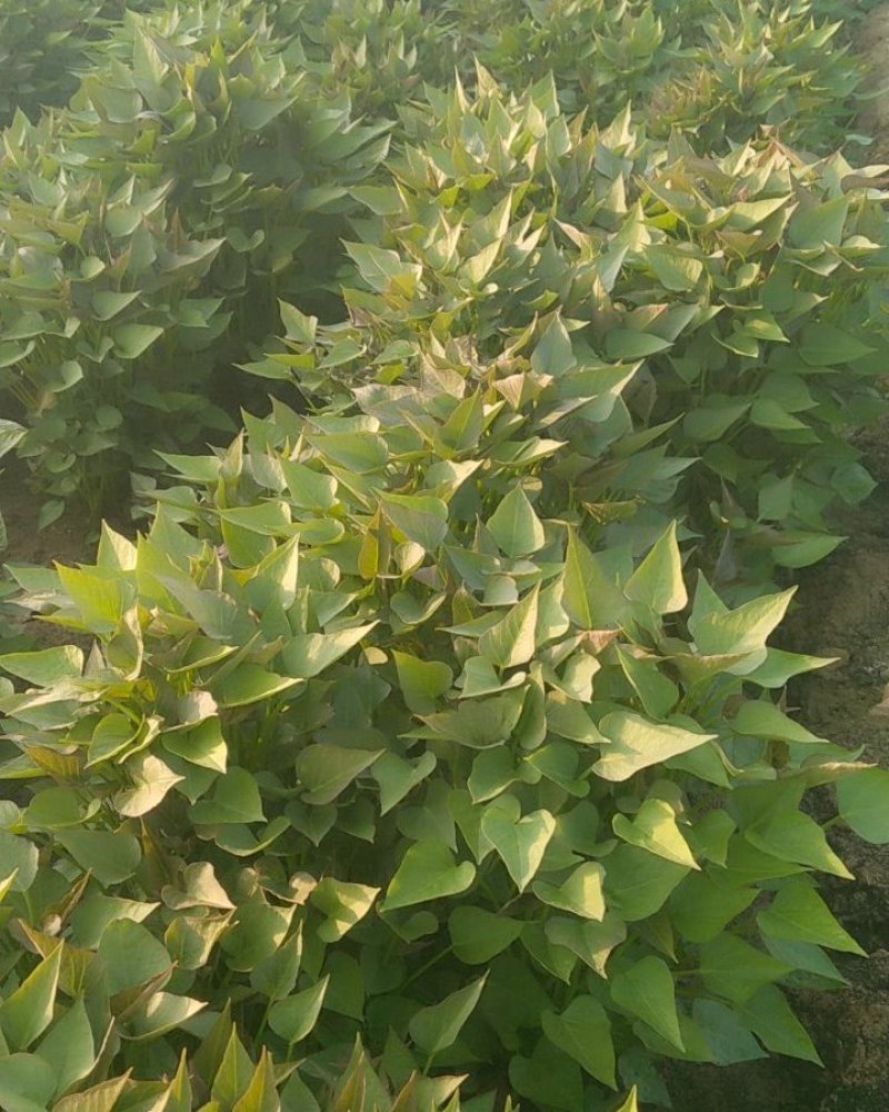 种苗红薯苗，西瓜红苗，烟薯二十五苗，商薯19，济薯二十六