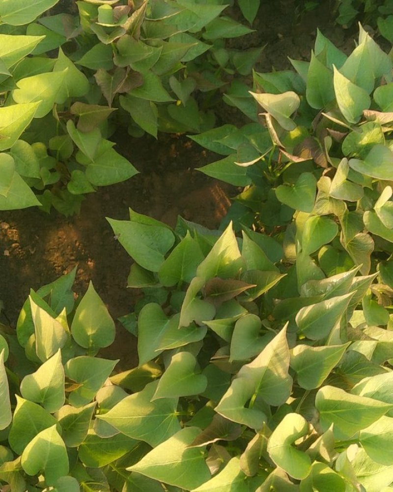 种苗红薯苗，西瓜红苗，烟薯二十五苗，商薯19，济薯二十六