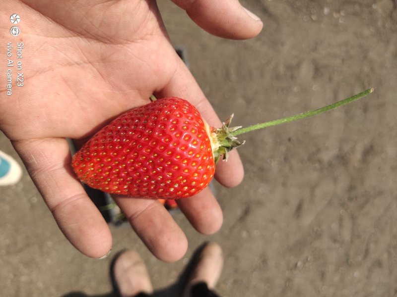 意大利牛奶草莓