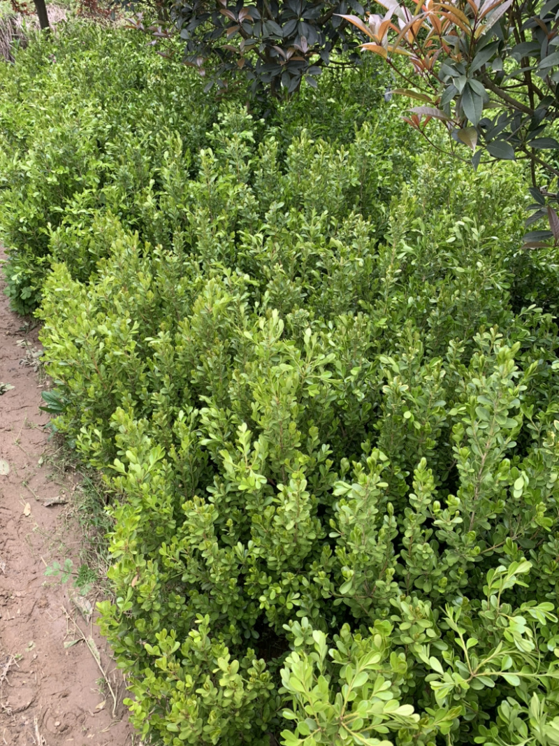 豆瓣黄杨种植基地自产自销货源充足大量供应