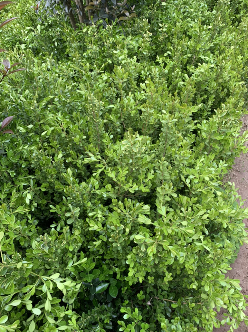 豆瓣黄杨种植基地自产自销货源充足大量供应