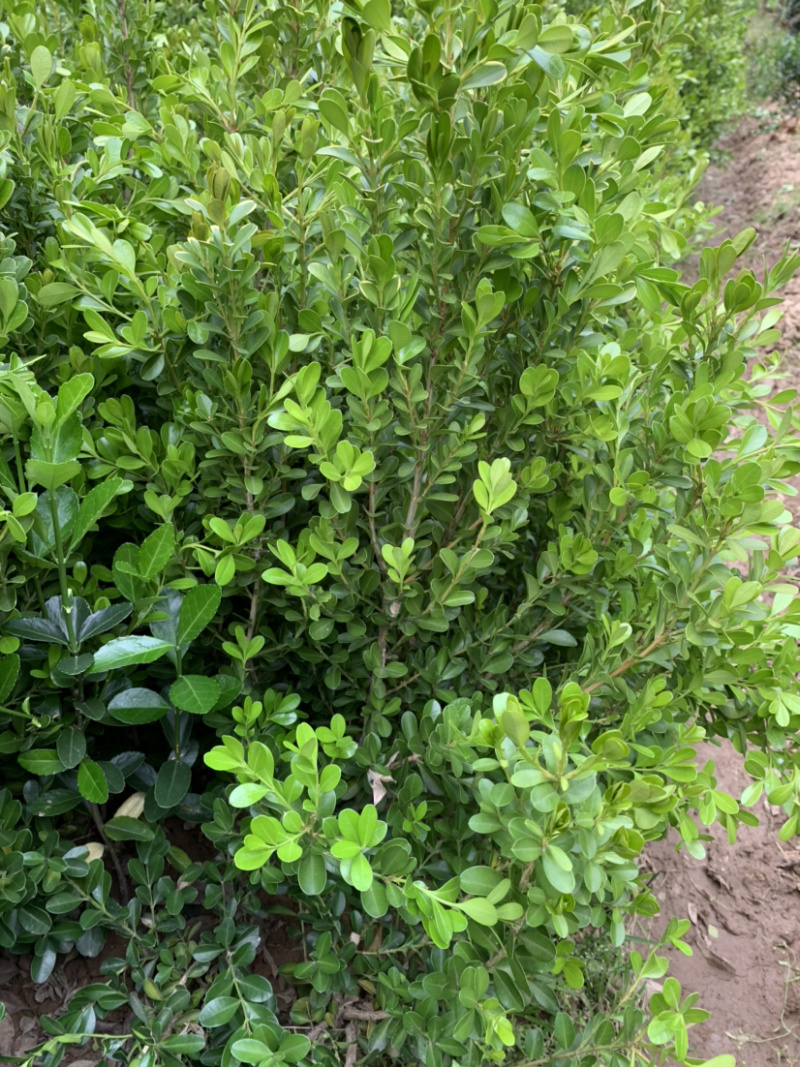 豆瓣黄杨种植基地自产自销货源充足大量供应