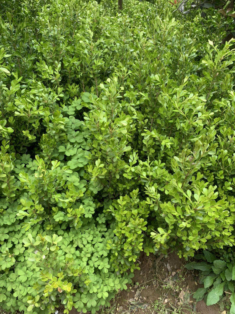 豆瓣黄杨种植基地自产自销货源充足大量供应