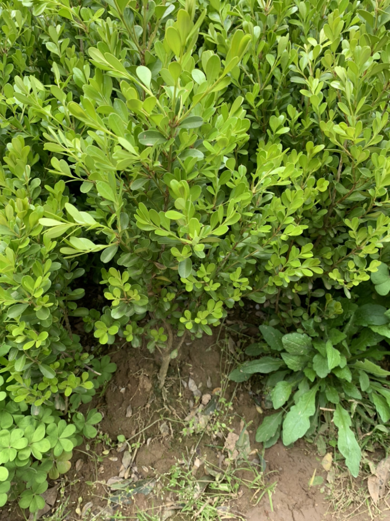 豆瓣黄杨种植基地自产自销货源充足大量供应