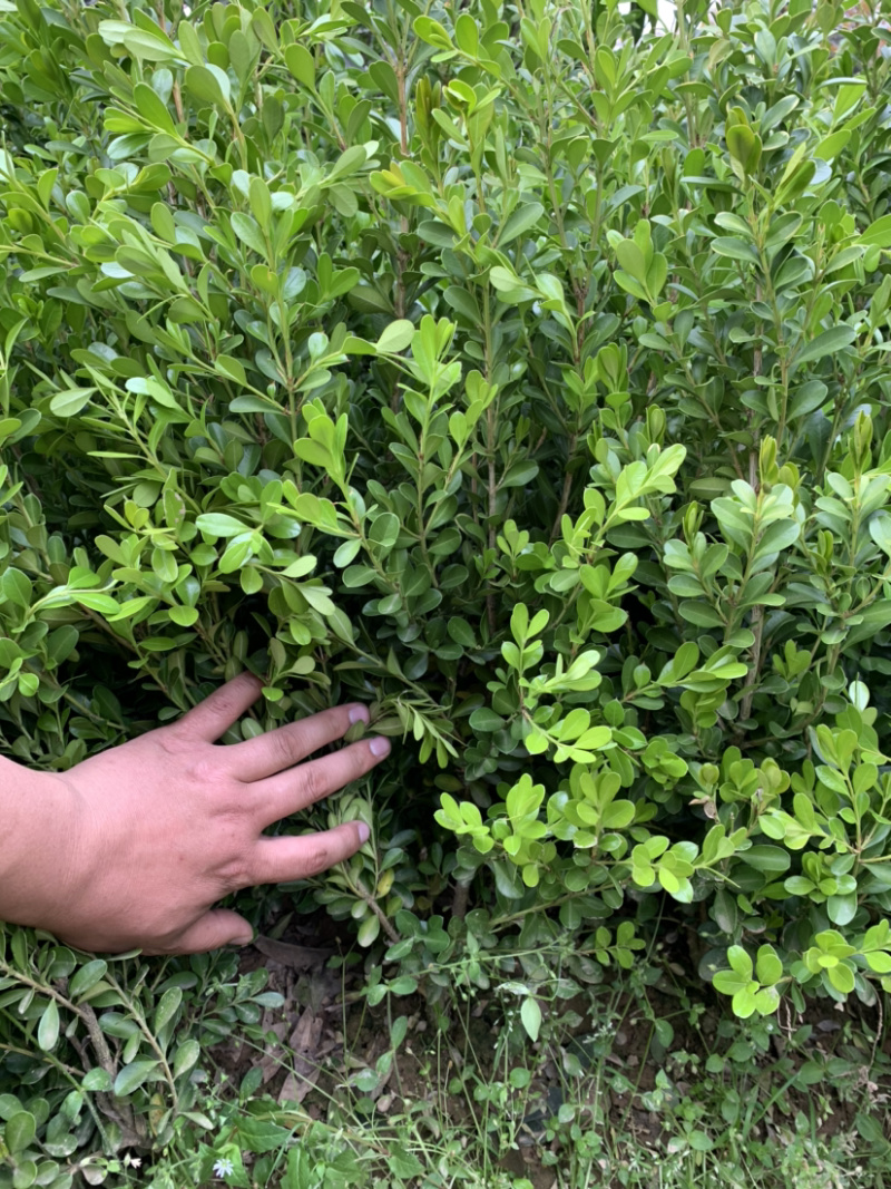豆瓣黄杨种植基地自产自销货源充足大量供应