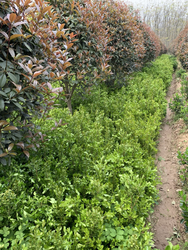 豆瓣黄杨种植基地自产自销货源充足大量供应