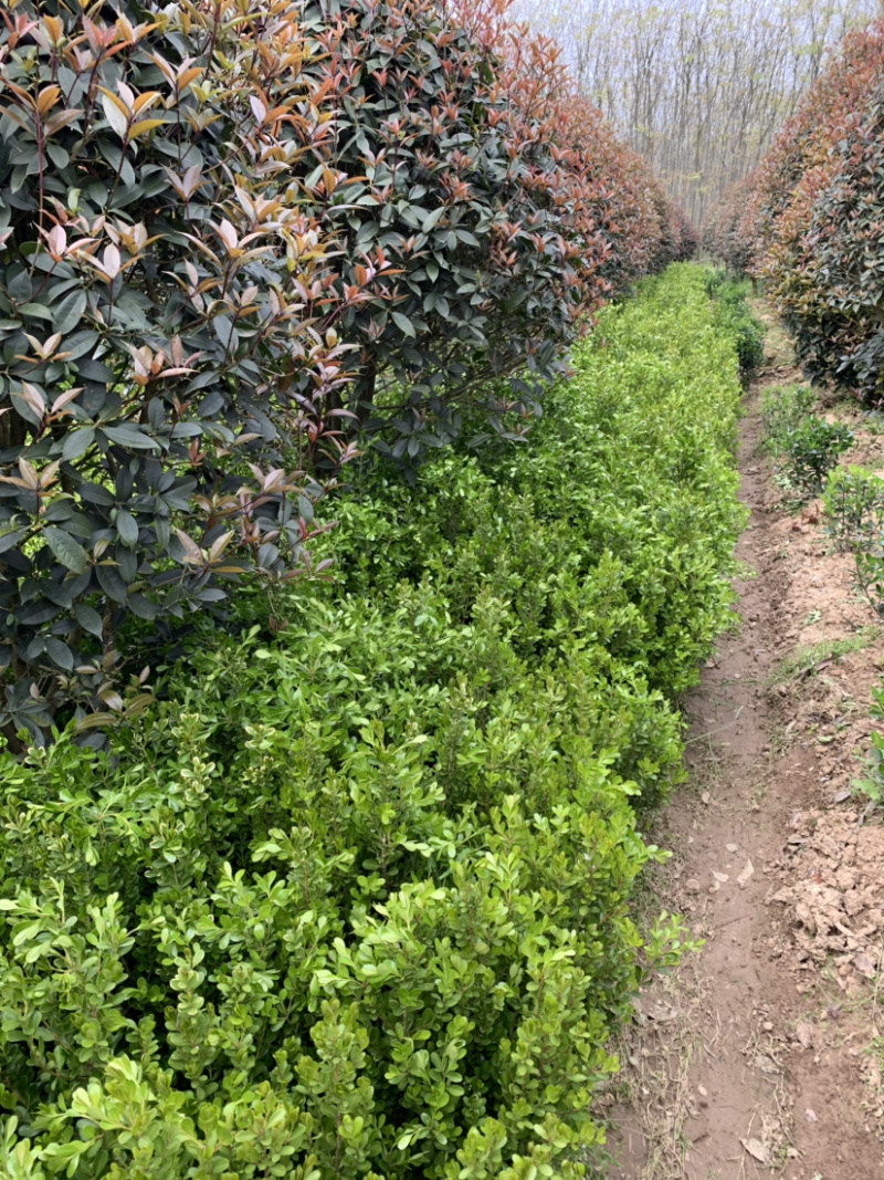 豆瓣黄杨种植基地自产自销货源充足大量供应