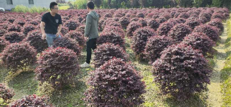 精品红桎木球，红花继木柱，红花继木色块苗