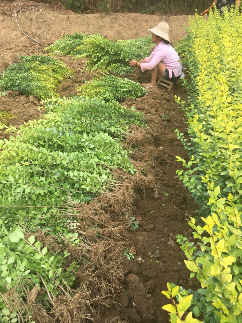 金叶女贞自产自销基地供应常年供应规模齐全货源充足