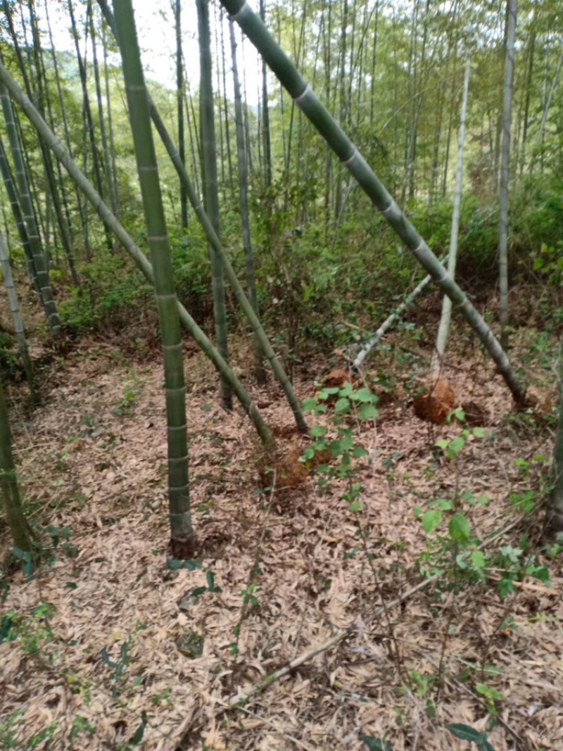 精品刚竹，青皮竹，紫竹，凤尾竹，楠竹，，
