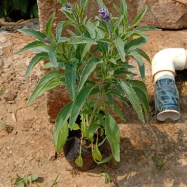 基地特价，时令草花蓝花鼠尾草