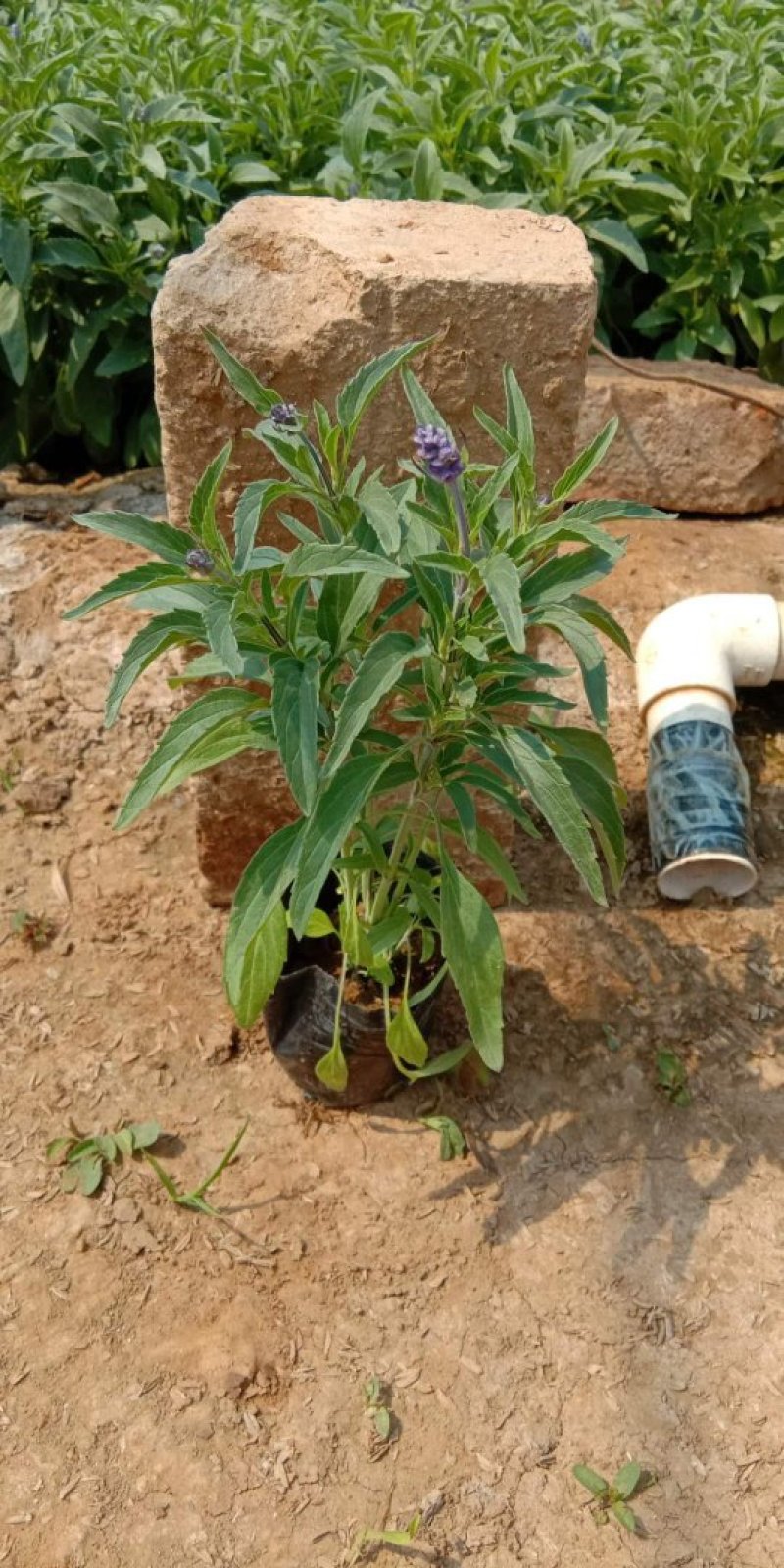 基地特价，时令草花蓝花鼠尾草