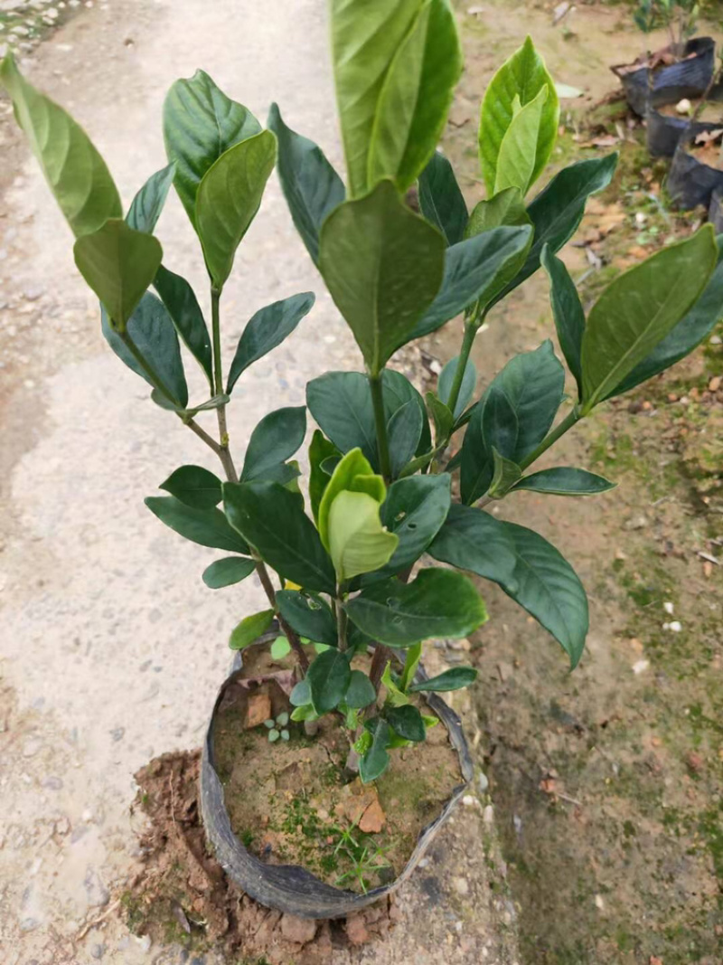 精品杜鹃杯苗，红继木杯苗，金森女贞杯苗金丝桃小苗