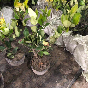 精品杜鹃杯苗，红继木杯苗，金森女贞杯苗金丝桃小苗