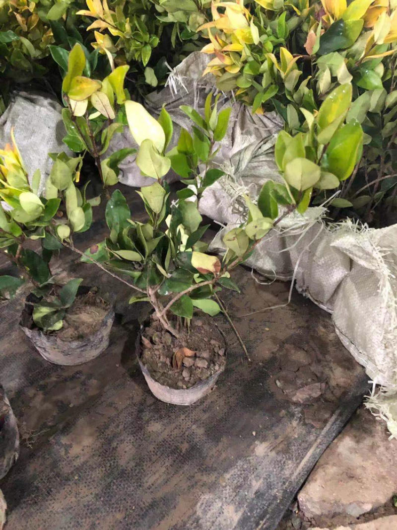 精品杜鹃杯苗，红继木杯苗，金森女贞杯苗金丝桃小苗