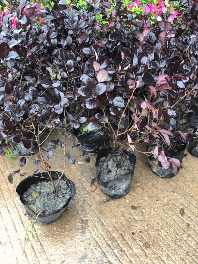 精品杜鹃杯苗，红继木杯苗，金森女贞杯苗金丝桃小苗