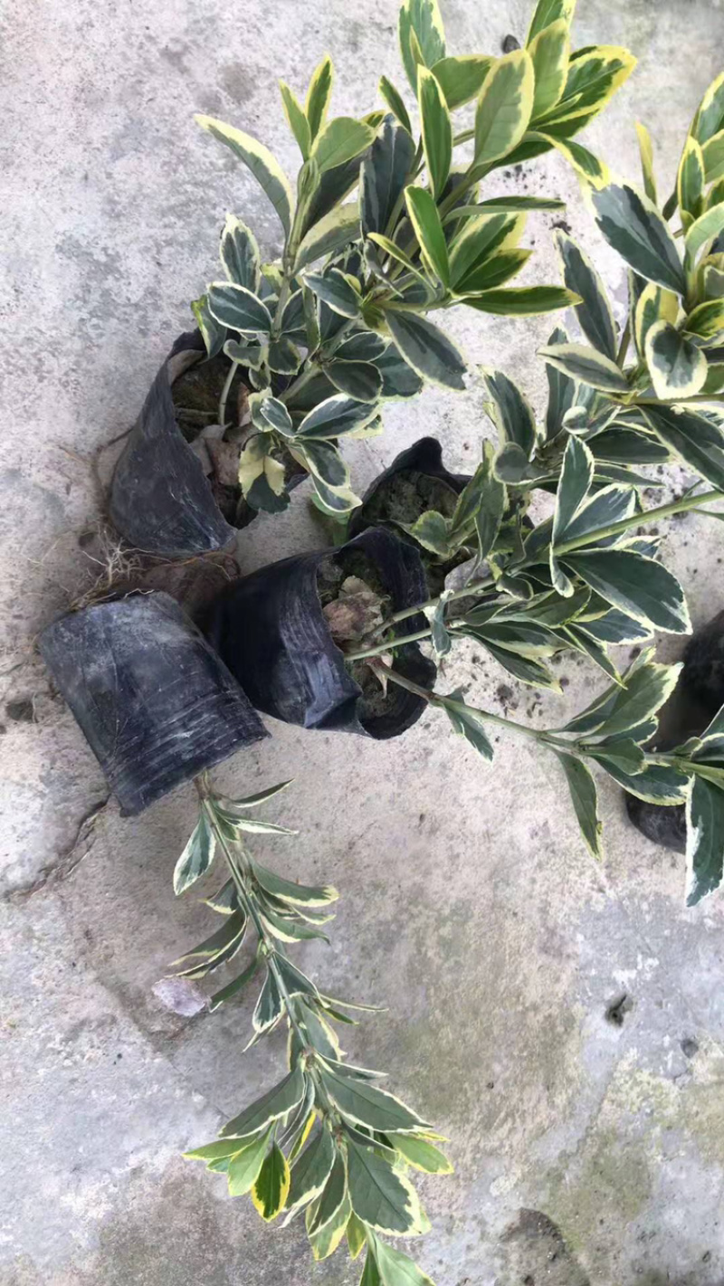 精品杜鹃杯苗，红继木杯苗，金森女贞杯苗金丝桃小苗