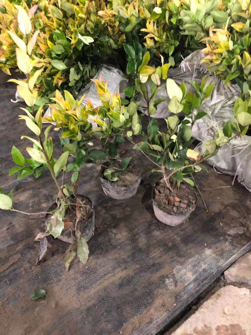 精品杜鹃杯苗，红继木杯苗，金森女贞杯苗金丝桃小苗