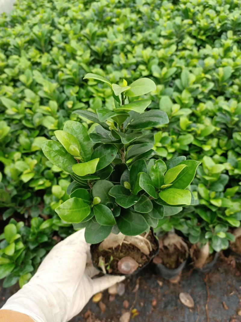 榕树盆景/花卉盆景/植物盆栽花卉办公桌上摆放