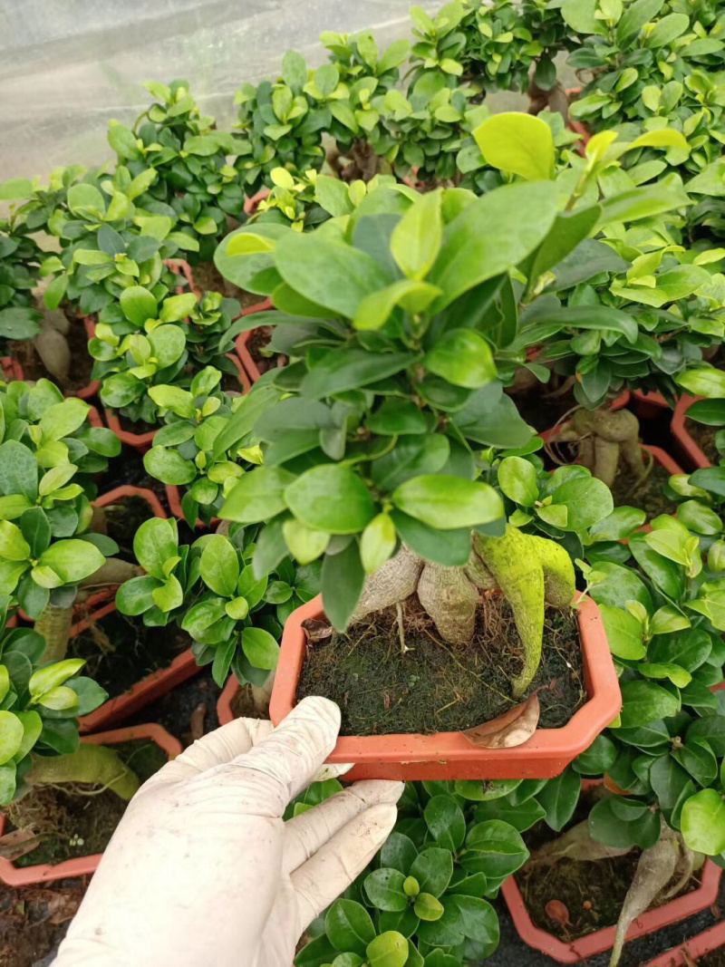 榕树盆景/花卉盆景/植物盆栽花卉办公桌上摆放