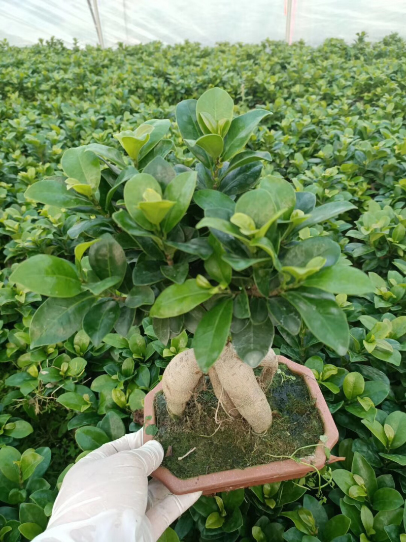 榕树盆景/花卉盆景/植物盆栽花卉办公桌上摆放