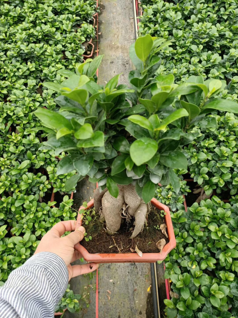 榕树盆景/花卉盆景/植物盆栽花卉办公桌上摆放