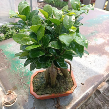 榕树盆景/花卉盆景/植物盆栽花卉办公桌上摆放