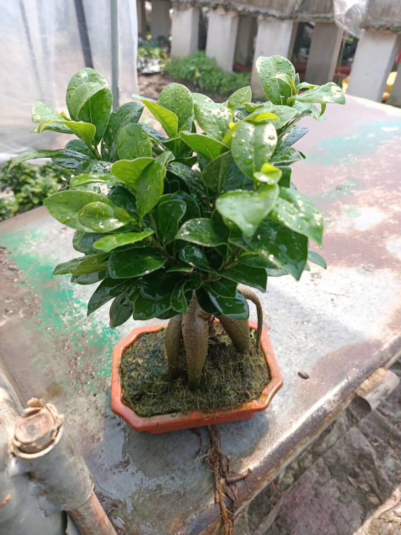 榕树盆景/花卉盆景/植物盆栽花卉办公桌上摆放