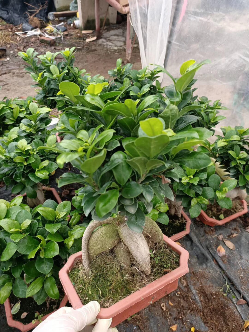榕树盆景/花卉盆景/植物盆栽花卉办公桌上摆放