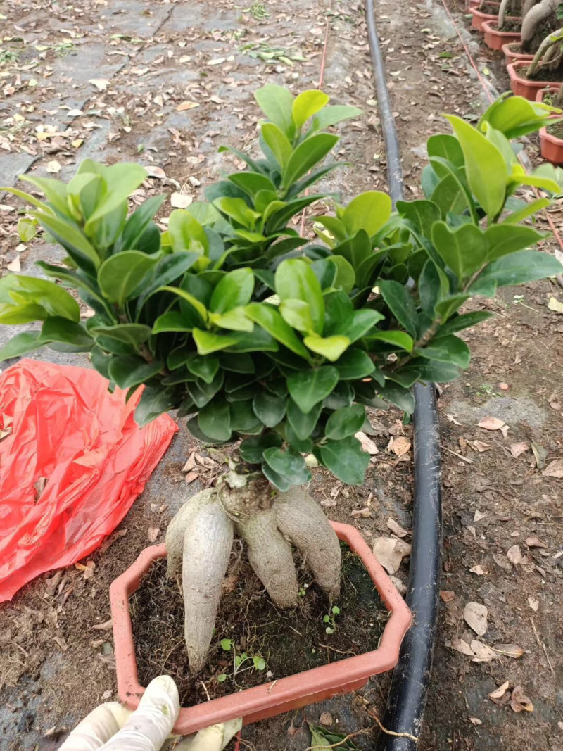 榕树盆景/花卉盆景/植物盆栽花卉办公桌上摆放