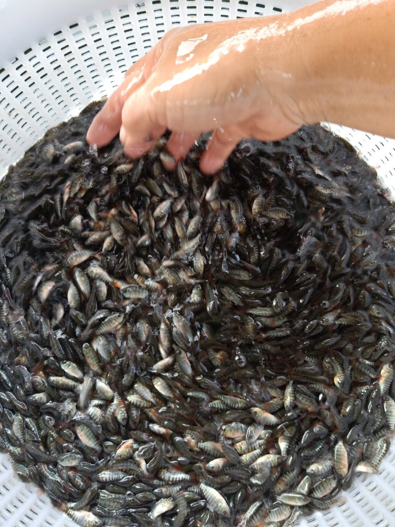 罗非鱼苗，青罗非，宝路吉富罗非苗海南一号粤海一号