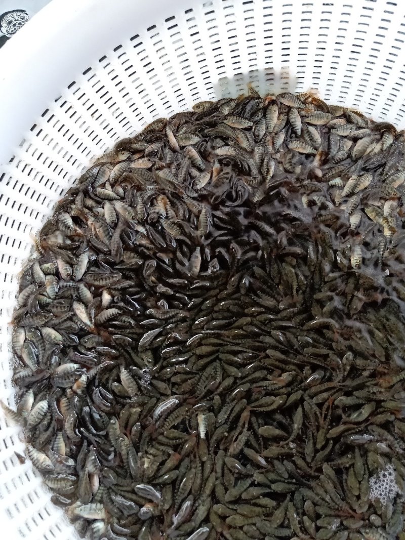 罗非鱼苗，青罗非，宝路吉富罗非苗海南一号粤海一号