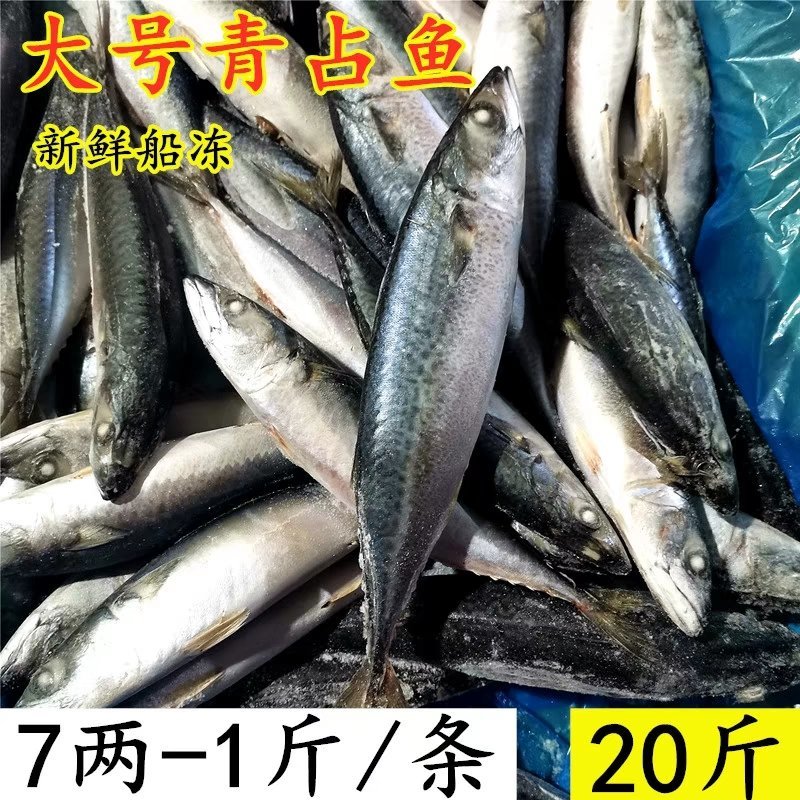 舟山船冻青占鱼马鲛鱼新鲜海鲜中大号冷冻青花鱼小头鱼鲐鲅鱼