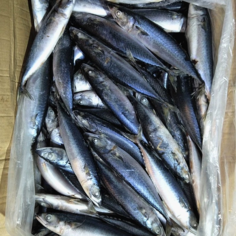 舟山船冻青占鱼马鲛鱼新鲜海鲜中大号冷冻青花鱼小头鱼鲐鲅鱼