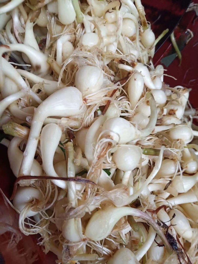 藠头黄土地种植大量供货小蒜千亩基地欢迎洽谈