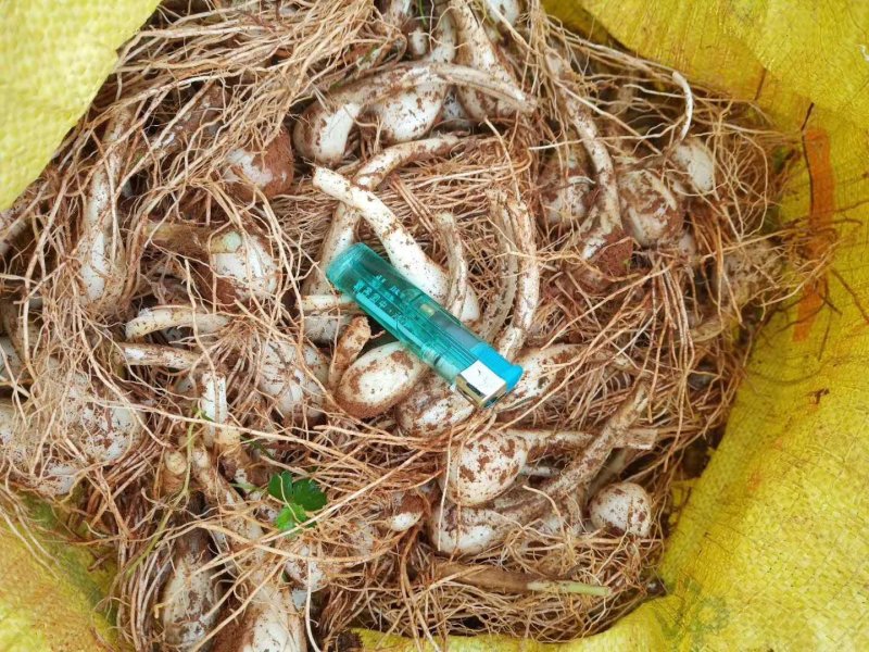 藠头黄土地种植大量供货小蒜千亩基地欢迎洽谈
