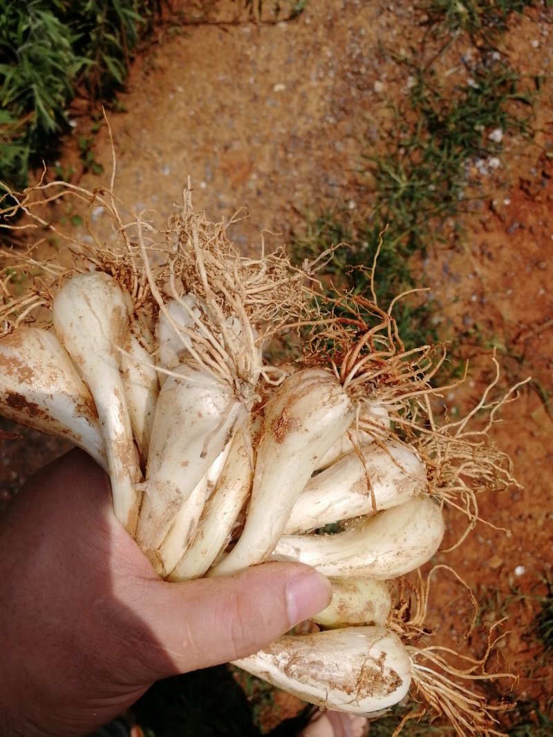 藠头黄土地种植大量供货小蒜千亩基地欢迎洽谈