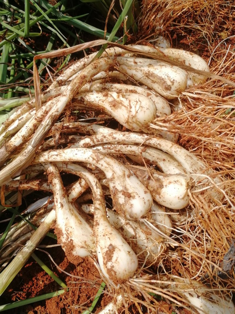 藠头黄土地种植大量供货小蒜千亩基地欢迎洽谈