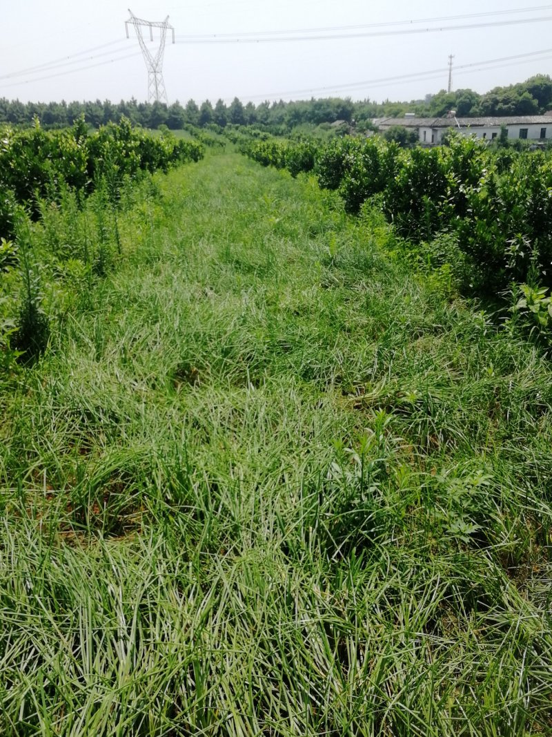 藠头黄土地种植大量供货小蒜千亩基地欢迎洽谈