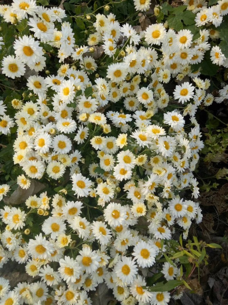 金丝皇菊茶，婺源黄菊苗，苏北菊，北京菊提前技术管理包回收