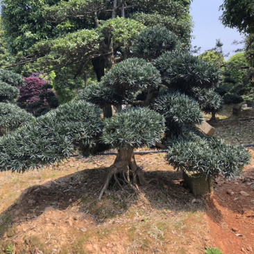 【精品】造型黑松盆景小苗规格齐全造型美观