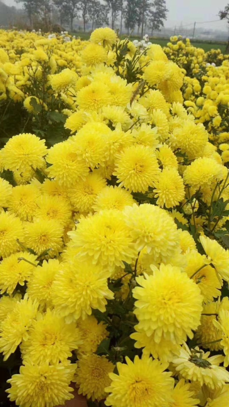 金丝皇菊苗，婺源黄菊苗，苏北菊，行白菊，北京菊提供技术！