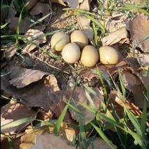 七彩山鸡蛋，平度七彩山鸡蛋，平度野鸡蛋食用40g以下