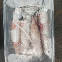 冰冻海水小龙虾鱿鱼黄花鱼